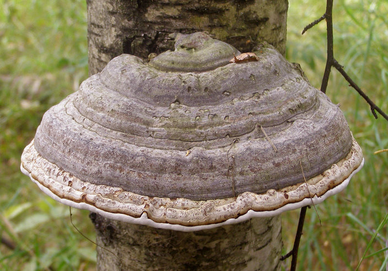 Применение полезных свойств гриба трутовика