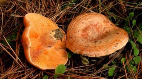 Сбор рыжиков: внешний вид, места произрастания и время сбора грибов