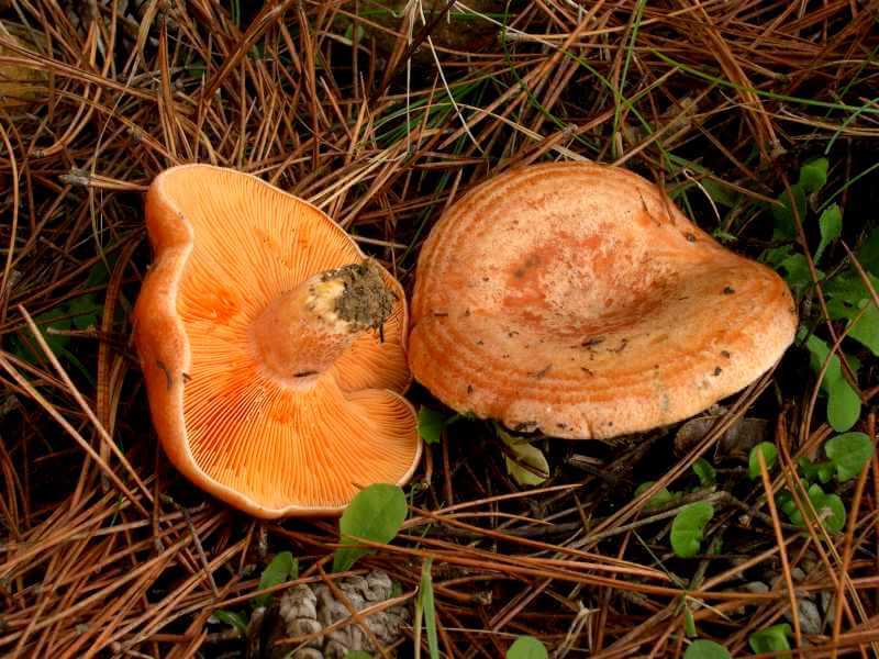 Сбор рыжиков: внешний вид, места произрастания и время сбора грибов
