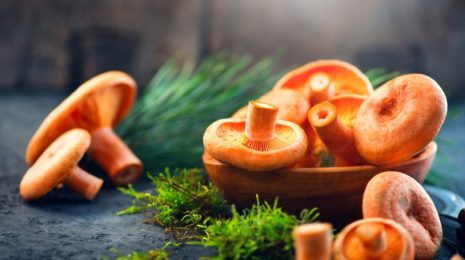 Хранение рыжиков: засолка грибов, маринование и квашение