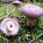 Съедобный только в соленом виде: описание гриба гладыша