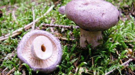 Съедобный только в соленом виде: описание гриба гладыша