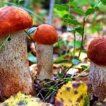 Секреты заготовки и приготовления подосиновиков