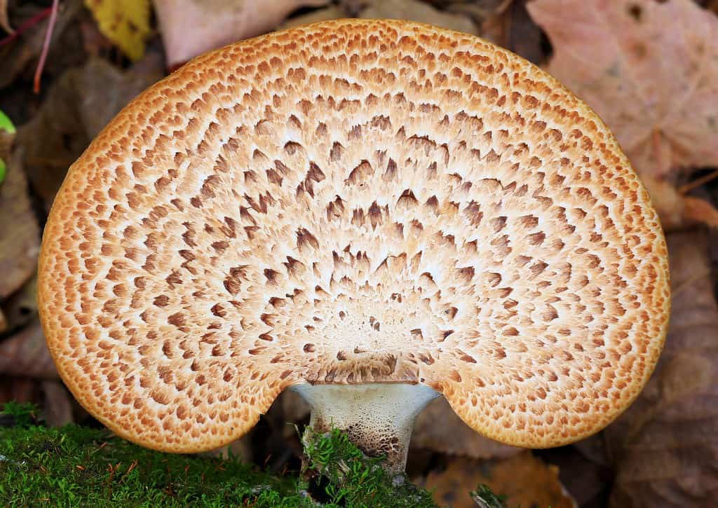 Широко распространенный древесный гриб