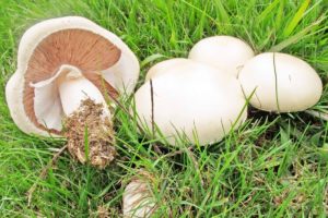 Шампиньоны — самые популярные культивируемые грибы в мире