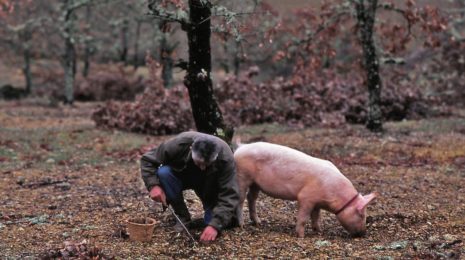 Сбор трюфелей: где растут грибы, помощь свиней и собак в поиске