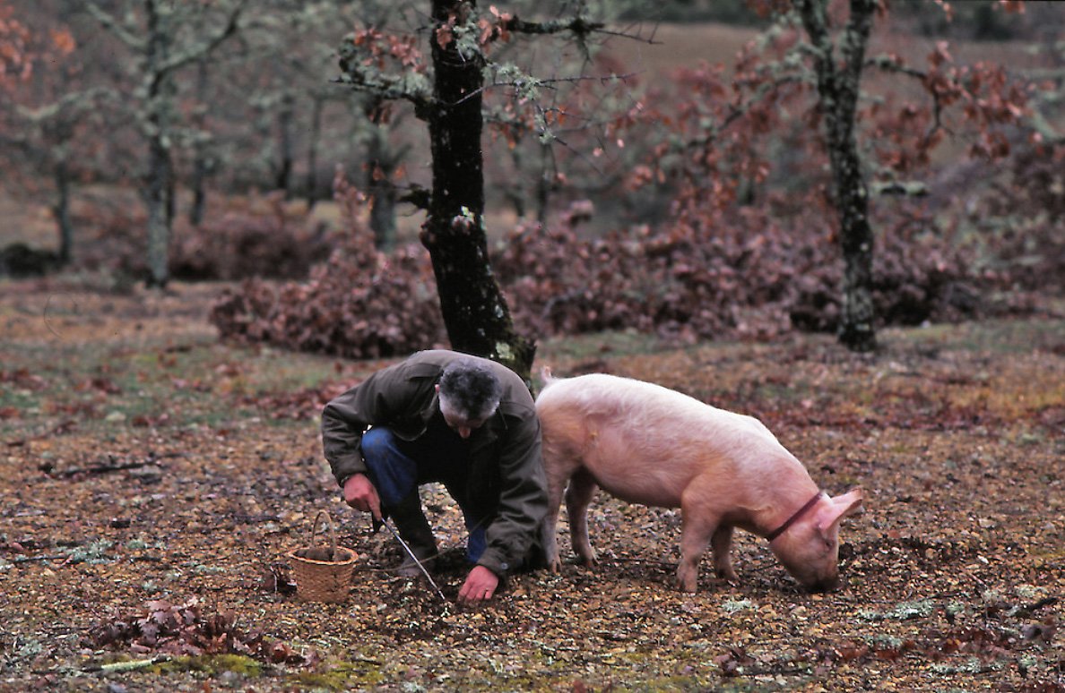 Сбор трюфелей: где растут грибы, помощь свиней и собак в поиске
