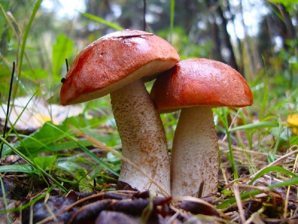 Удивительно вкусный гриб подосиновик
