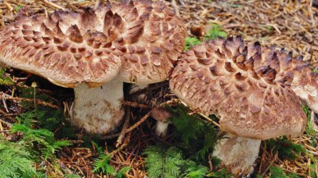 Видовое разнообразие грибов ежовиков
