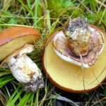Выращивание маслят на даче и в домашних условиях