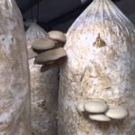 мицелий вешенок