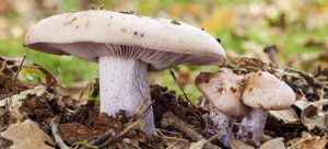 Вкусно и полезно: неоспоримая ценность белых грибов
