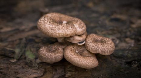 грибы топольки