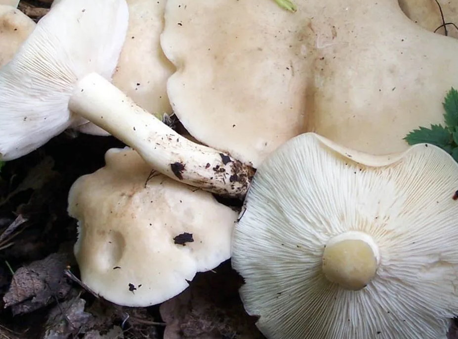 Майский гриб: отличительные черты