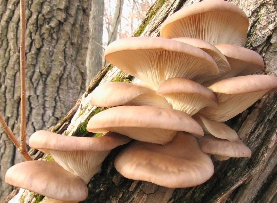 Какие есть ранние грибы весной