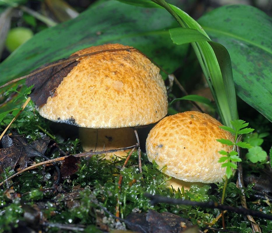Гиропоры грибы