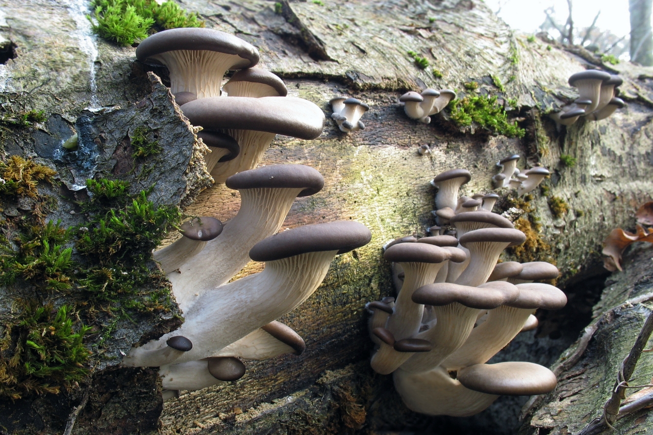 Вешенки грибы лесные