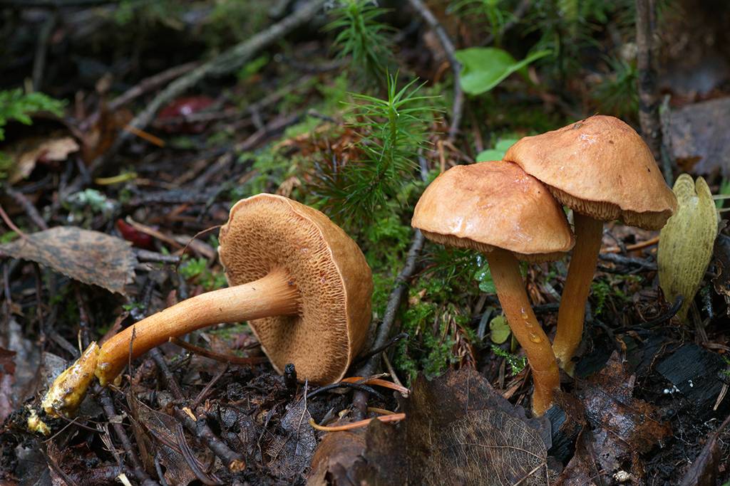 Перечные грибы