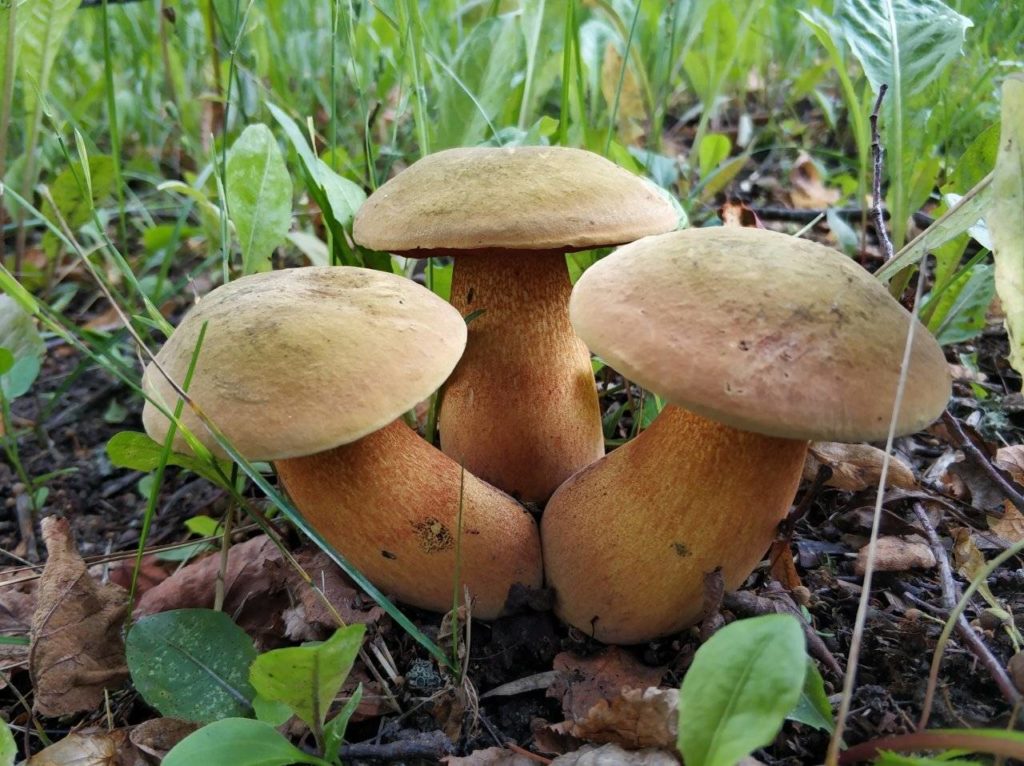 Дубовики грибы