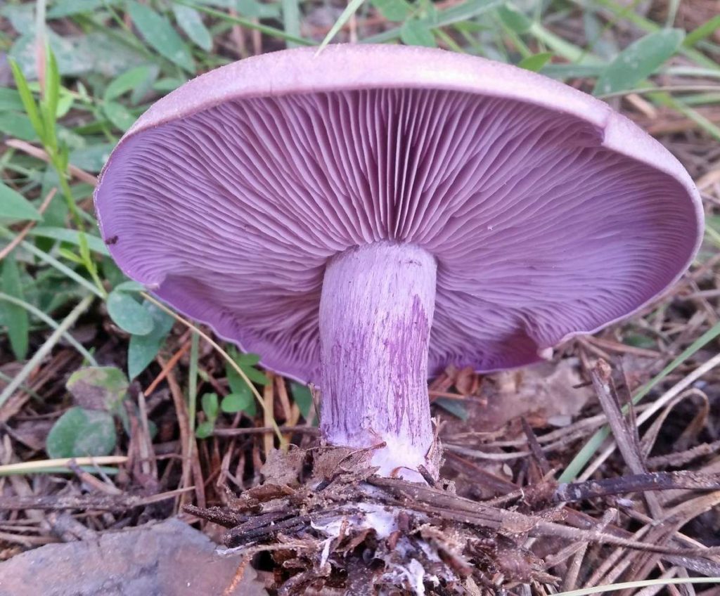 Фиолетовая рядовка гриб