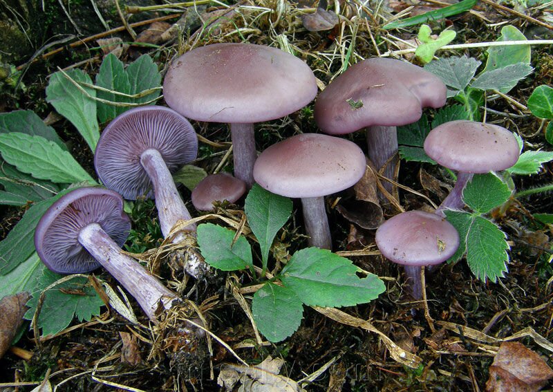 Фиолетовая рядовка грибы