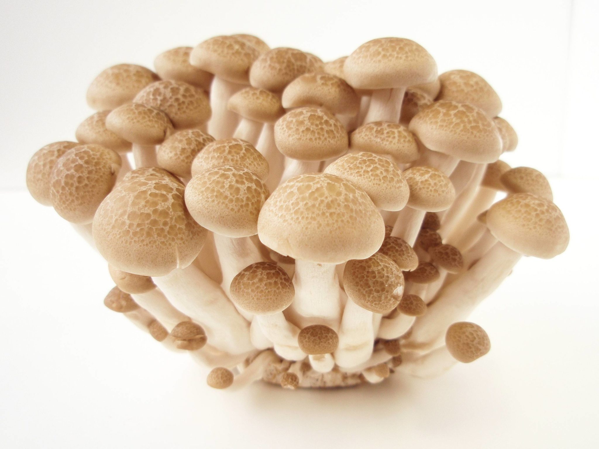 Гипсизигус шахматный (буна симэдзи) грибы