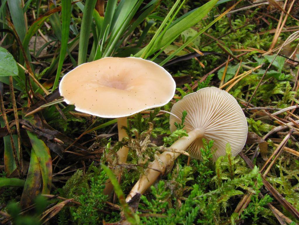 Говорушки грибы