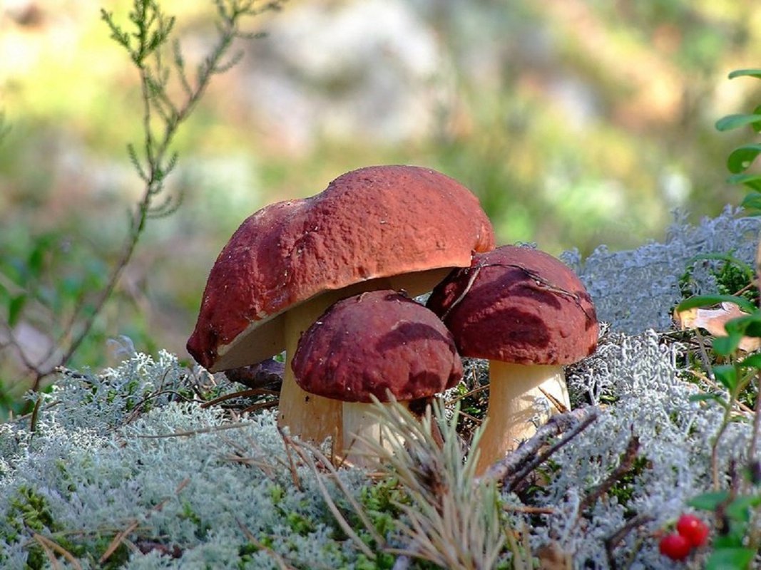 Трубчатые грибы: 5 основных отличий от других видов