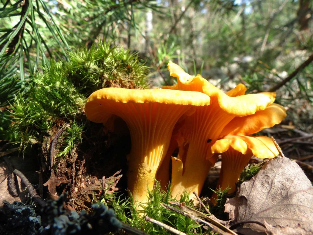 Лисички грибы