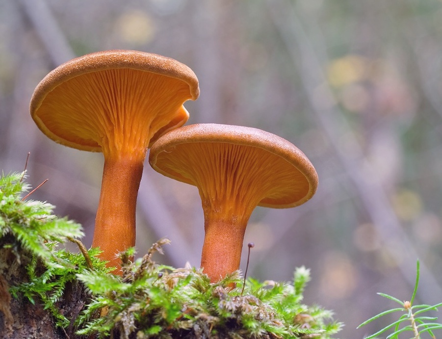 Лисички ложные грибы