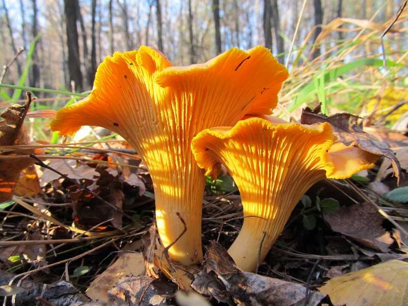 Лисички грибы