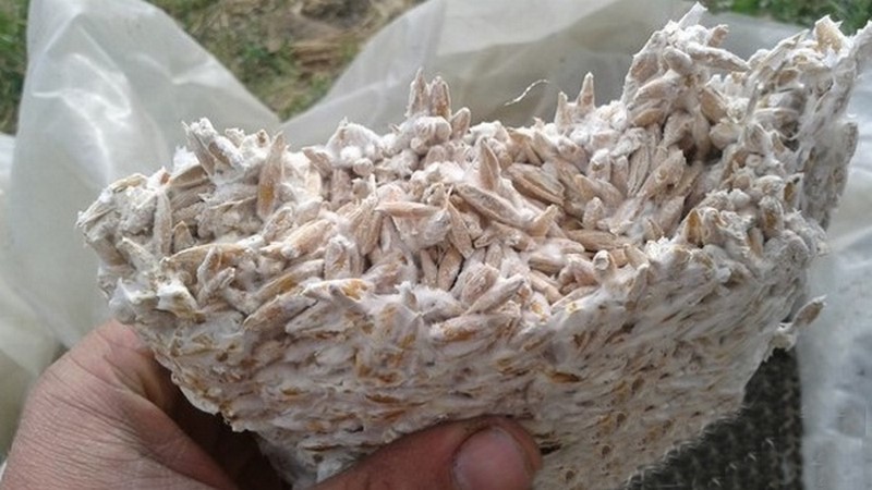 Грибной зерновой мицелий