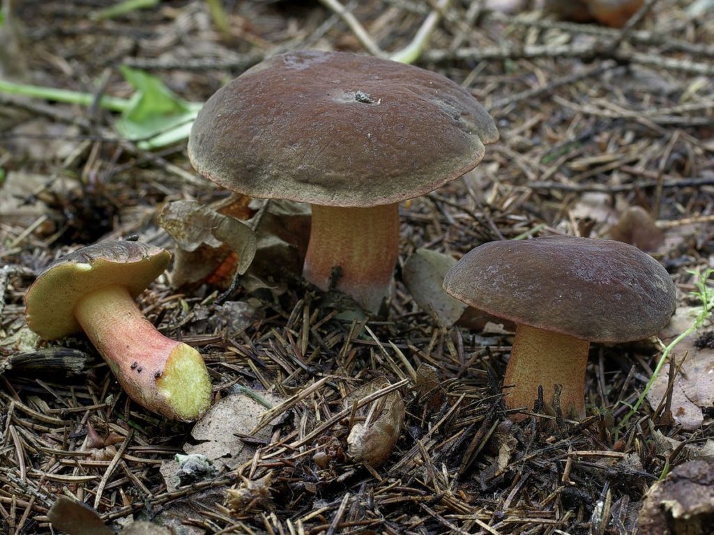 Моховики грибы