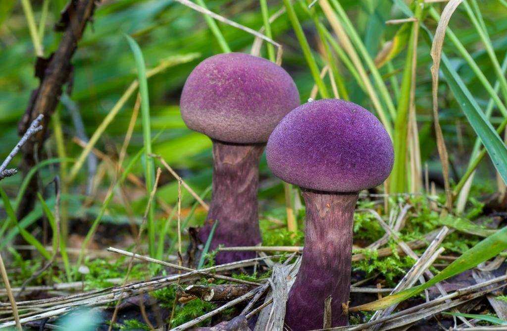 Паутинник фиолетовый гриб
