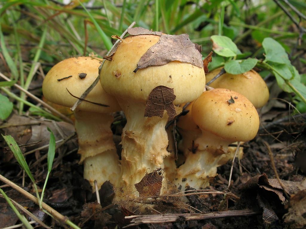 Паутинники грибы