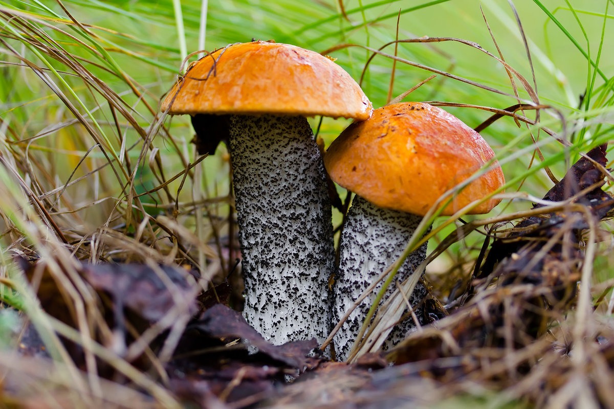 Подосиновики грибы