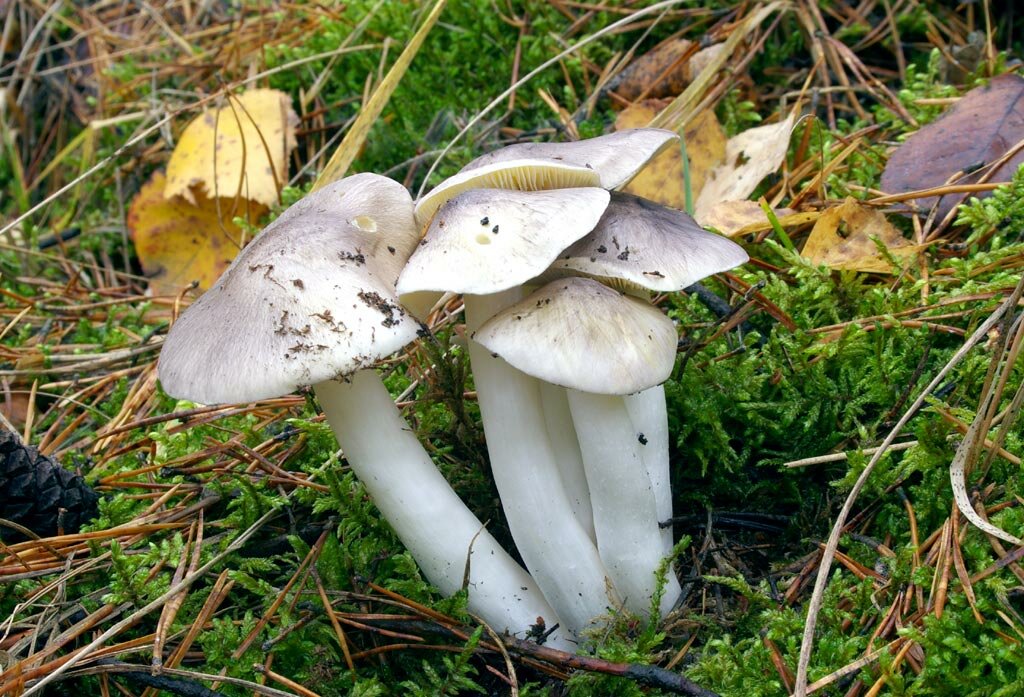 Рядовки грибы