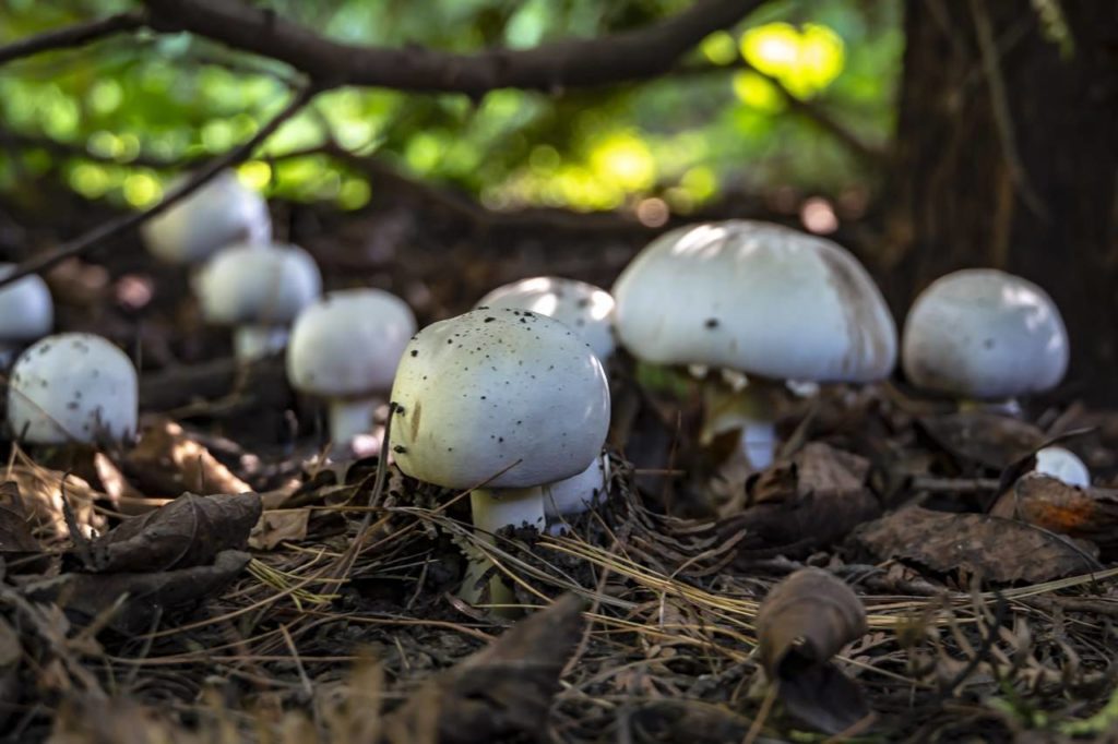 Шампиньоны лесные грибы