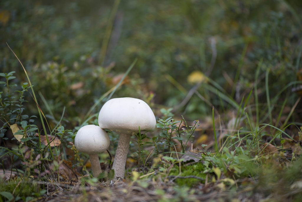 Шампиньоны дикие грибы
