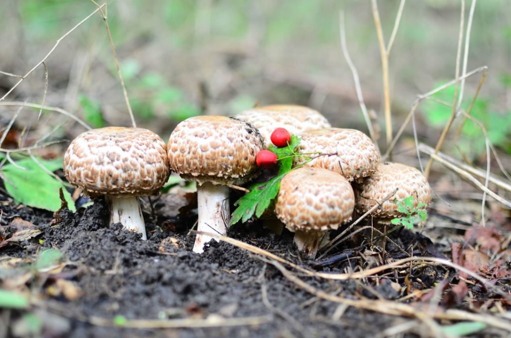 Шампиньоны грибы лесные