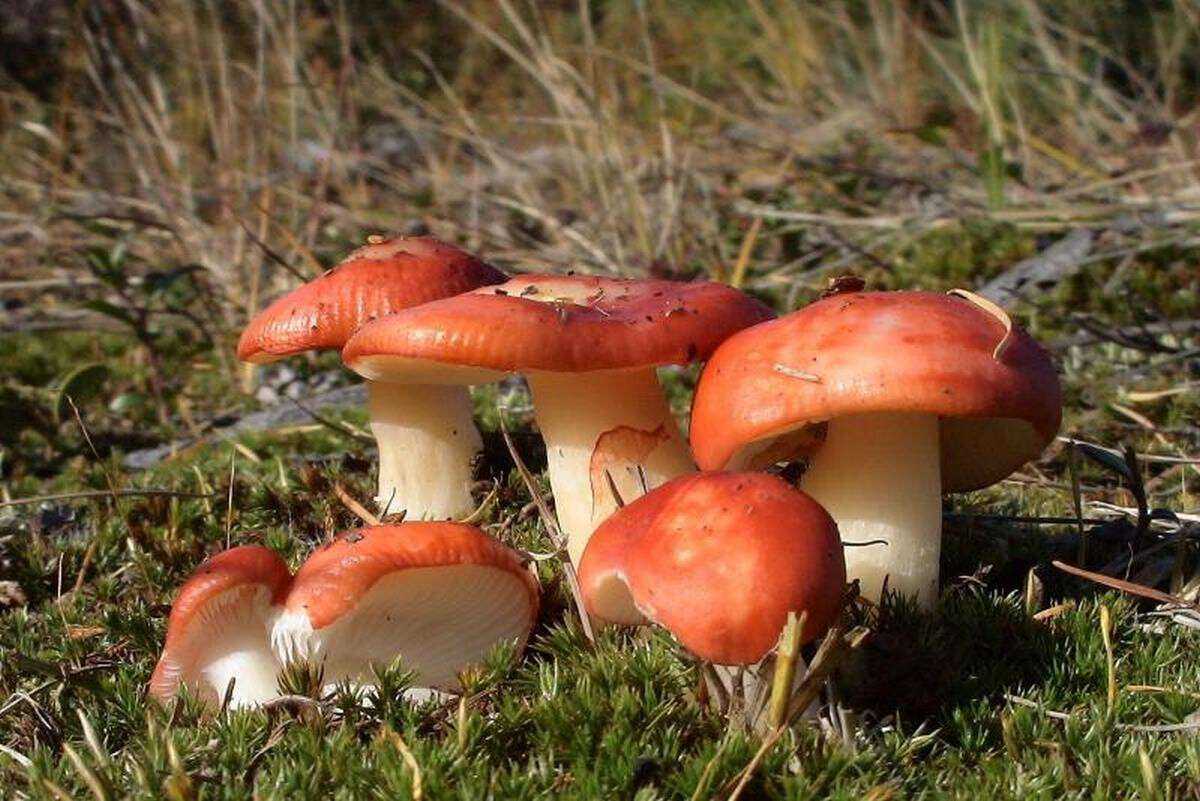 Сыроежки грибы
