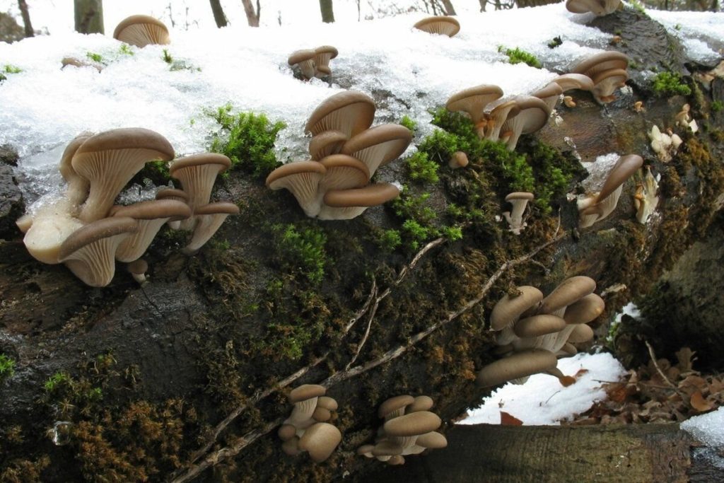 Вешенки грибы