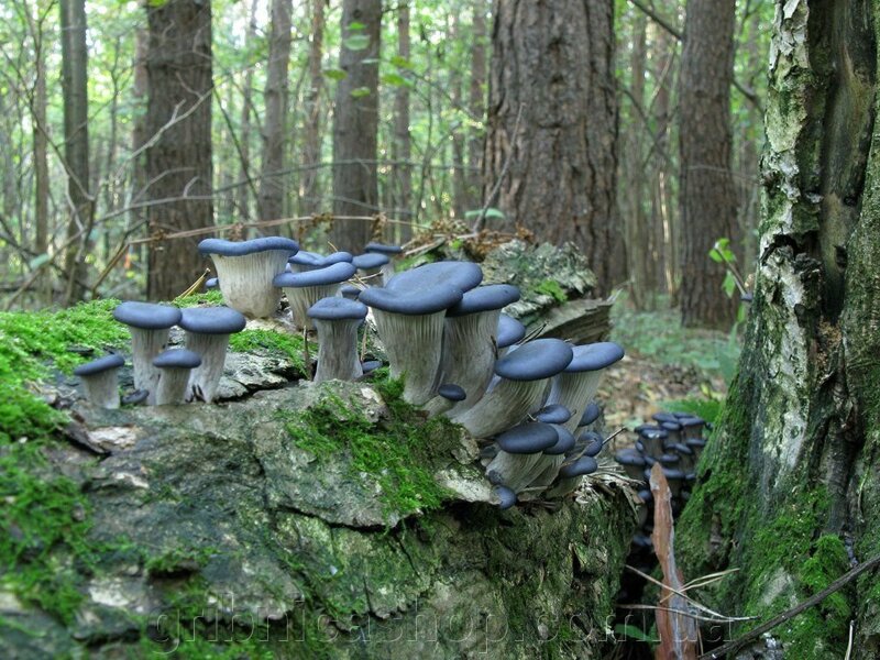 Вешенки грибы