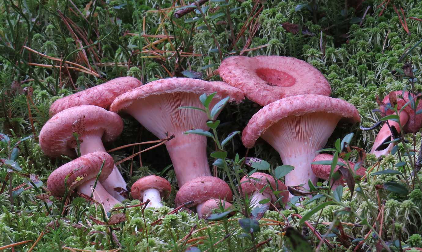 Розовая волнушка гриб
