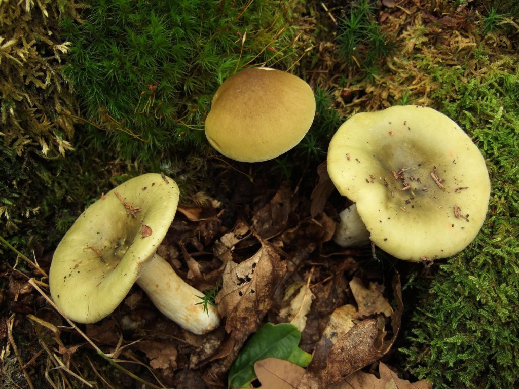 Зеленушки грибы