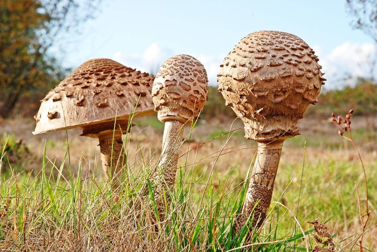 Зонтики грибы