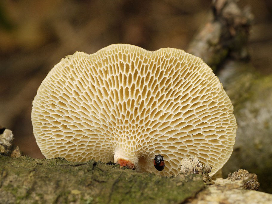 Трубчатые грибы