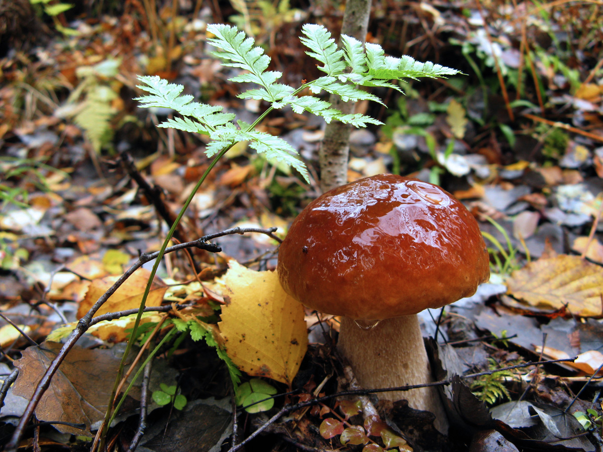 осенние грибы фото сентябрь октябрь