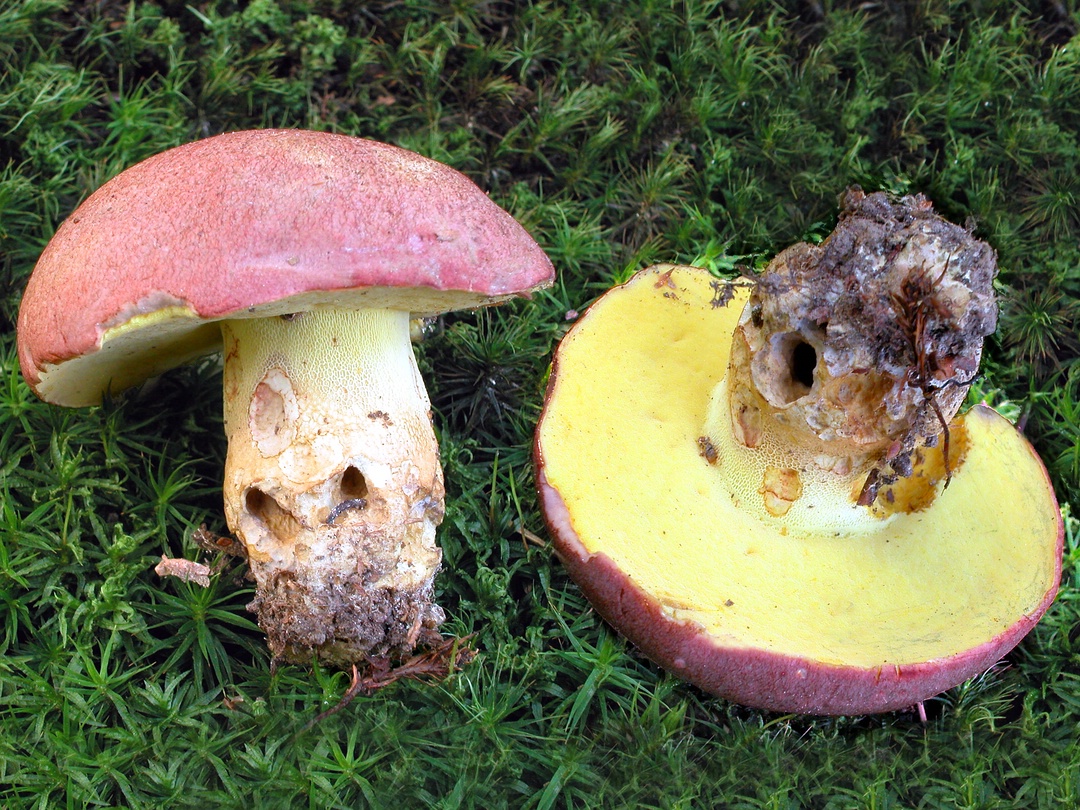 Губчатые грибы