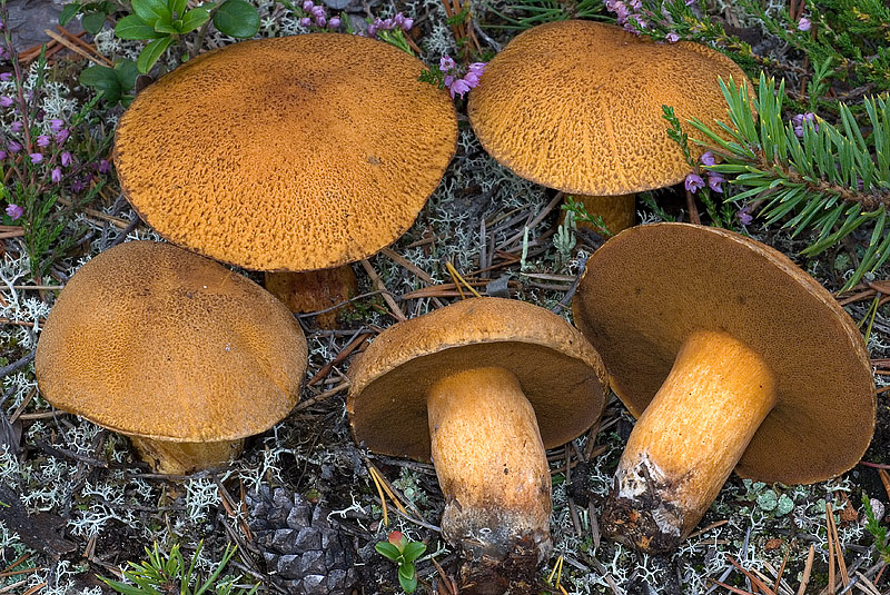 Губчатые грибы